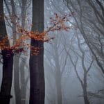 forest, nature, trees, beech, autumn, fog, foliage, nature, nature, nature, nature, nature