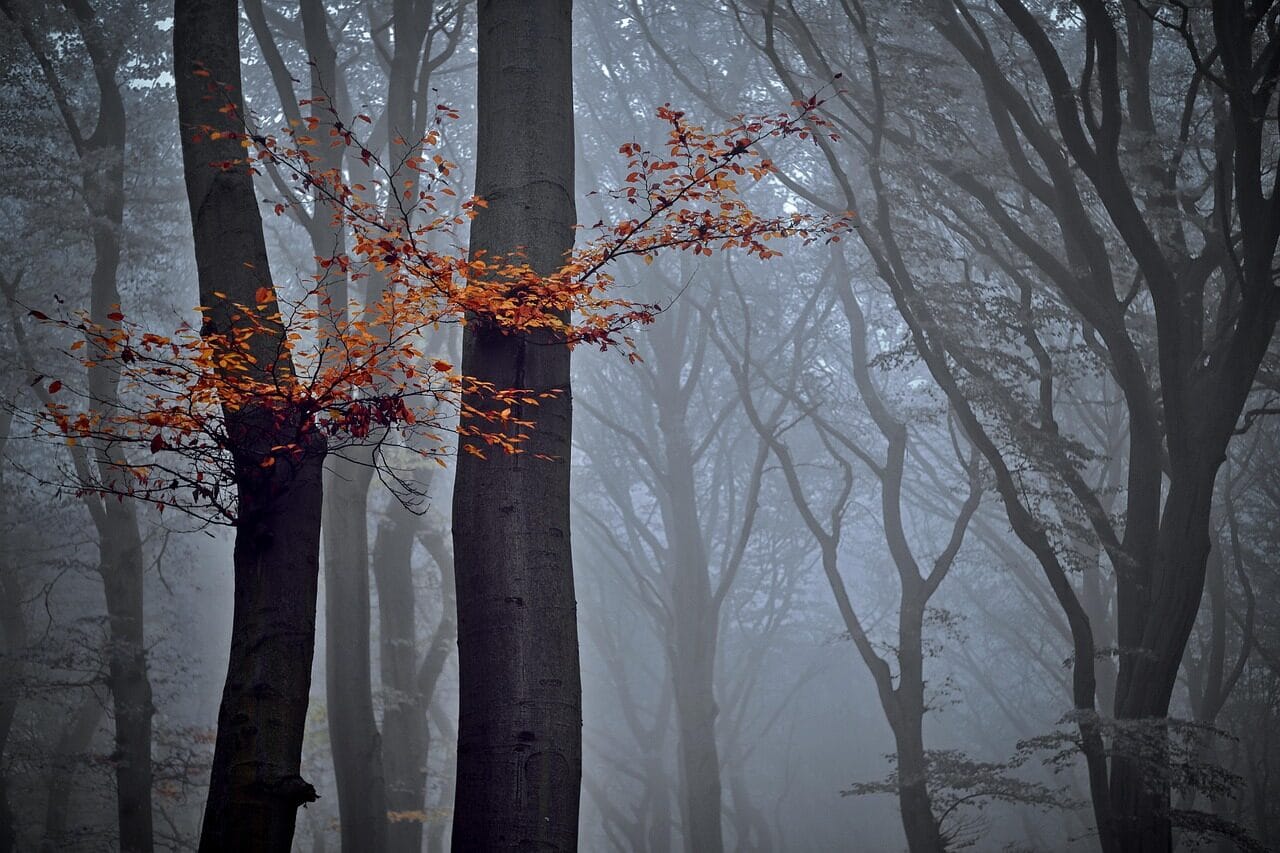 forest, nature, trees, beech, autumn, fog, foliage, nature, nature, nature, nature, nature